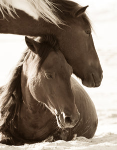 "Rise and Shine"      Wild Horse Photograph.