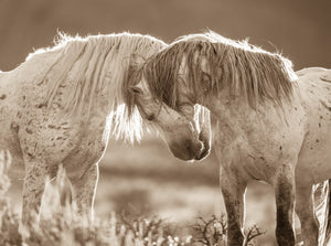 "Sundown"      Wild Horse Photograph.