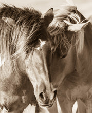 Load image into Gallery viewer, &quot;Side by Side&quot;      Wild Horse Photograph.
