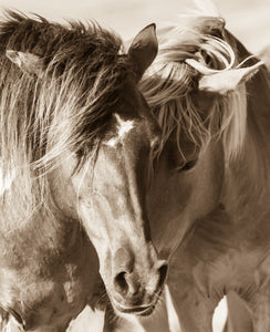 Side by Side"      Wild Horse Photograph.