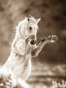 "Untamed Heart"      Wild Horse Photograph.