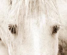 Load image into Gallery viewer, &quot;Cloud&quot;      Wild Horse Photograph.
