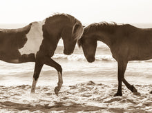 Load image into Gallery viewer, &quot;Island Stallions&quot;      Wild Horse Photograph.
