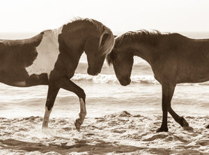 "Island Stallions"      Wild Horse Photograph.