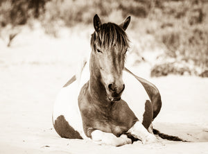"My Guru"      Wild Horse Photograph.