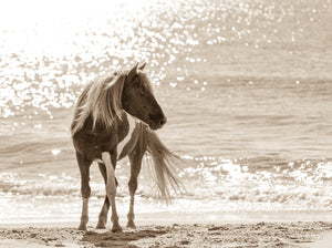 "Seahorse"      Wild Horse Photograph.