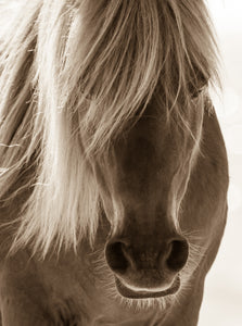 "Soft"      Wild Horse Photograph.