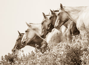 "We all stand Together"      Wild Horse Photograph.