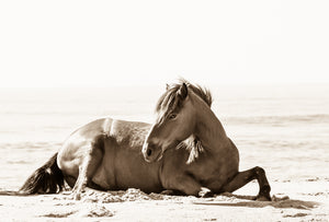 "Beach Beauty"      Wild Horse Photograph.