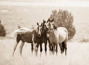 "All Wrapped Up In A Tail"       Wild Horse Photograph.