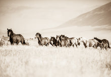 Load image into Gallery viewer, &quot;The Band&quot;     Wild Horse Photograph.
