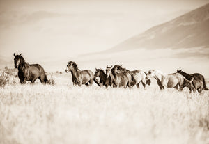 "The Band"     Wild Horse Photograph.