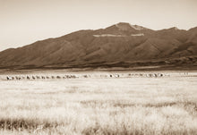Load image into Gallery viewer, &quot;Dreams in the Wild&quot;     Wild Horse Photograph.
