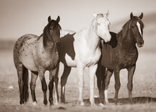 Load image into Gallery viewer, &quot;Mischief&quot;      Wild Horse Photograph.
