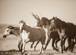 "Rolling and Tumbling"      Wild Horse Photograph.