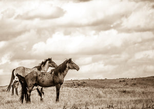 "On The Range II"      Wild Horse Photograph.