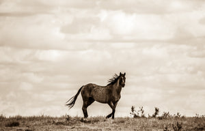 "Wild on the Prairie III"      Wild Horse Photograph.