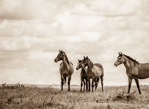 "Wild on the Prairie II"      Wild Horse Photograph.