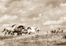Load image into Gallery viewer, &quot;Chasing the Wind&quot;      Wild Horse Fine Art Photograph.
