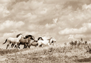 "Chasing the Wind"      Wild Horse Fine Art Photograph.