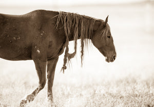 "Wild Knots"      Wild Horse Photograph.