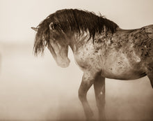 Load image into Gallery viewer, &quot;Defend Their Honor&quot;      Wild Horse Photograph.
