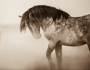 "Defend Their Honor"      Wild Horse Photograph.