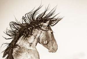 "Electric"      Wild Horse Photograph.