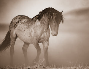 "Mustang Dust"       Wild Horse Photograph.