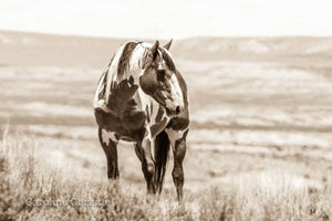 "Picasso" Wild Horse Photograph.