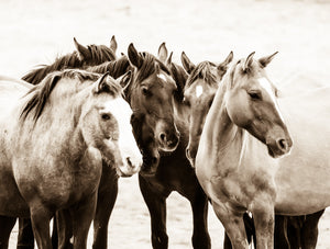 "The Crew"       Wild Horse Photograph.