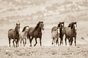 "Hoofbeats"       Wild Horse Photograph.
