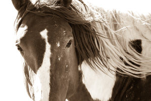 "Painted Stallion"       Wild Horse Photograph.