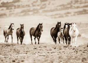 "Rolling Thunder"       Wild Horse Photograph.