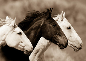 "Synchronicity"       Wild Horse Photograph.