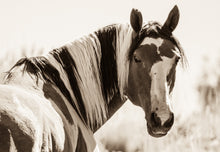 Load image into Gallery viewer, &quot;Picasso&quot;       Wild Horse Photograph.

