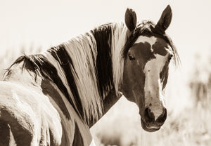 "Picasso"       Wild Horse Photograph.