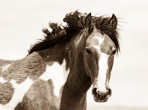 "Paint"       Wild Horse Photograph.
