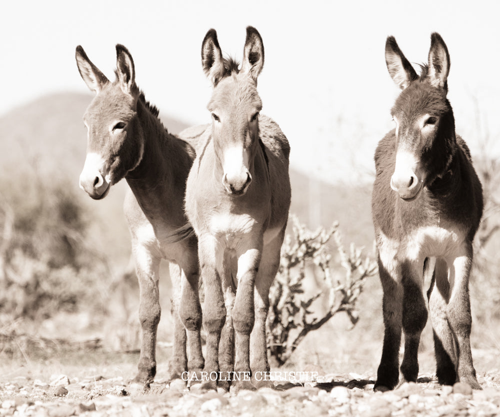 "Bachelor Burros" Wild Burro Photograph.