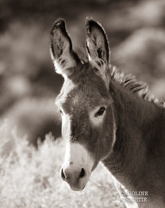 "Burro Beauty Mark" Wild Burro Photograph.