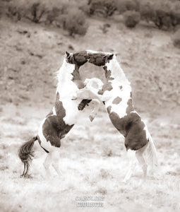 "The Paint and the Pinto"     Wild Horse Photograph.