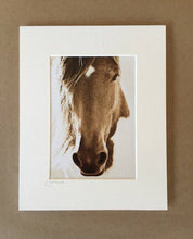 Load image into Gallery viewer, Wild Burro print, Donkey photograph,Wild Burro Photograph.&quot;The Burro Look&quot;
