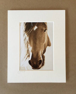 Wild Burro print, Donkey photograph,Wild Burro Photograph."The Burro Look"