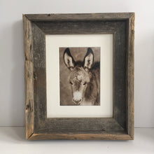 Load image into Gallery viewer, &quot;Burro in the bush&quot;Wild Burro Photograph.
