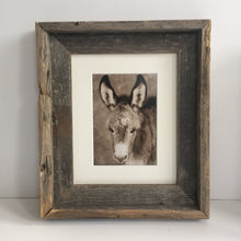 Load image into Gallery viewer, Wild Burro print, Donkey photograph,Wild Burro Photograph.&quot;Burro Love&quot;
