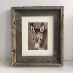 Wild Burro print, Donkey photograph,Wild Burro Photograph."Burro Love"
