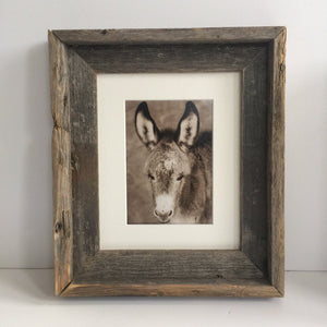 Wild Burro print, Donkey photograph,Wild Burro Photograph."Take a load off"