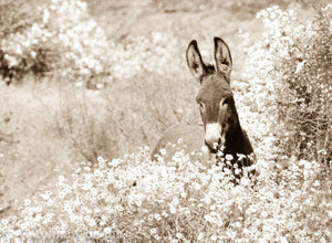 "BURRO!!" Wild burro Photograph