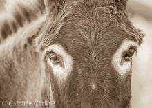 Load image into Gallery viewer, &quot;Eyes on you&quot; Wild Burro Photograph.
