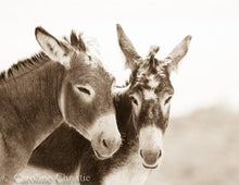 Load image into Gallery viewer, &quot;BFF&#39;s&quot;Wild Burro Photograph.
